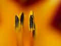 Im Inneren der Blüte …