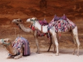 Petra