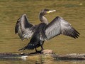 Kormoran