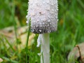 Pilz