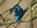 Eisvogel