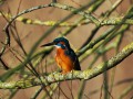 Eisvogel