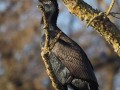 Kormoran