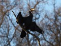 Kormoran