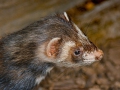 Elke Hülskötter