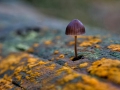 DSCF3356