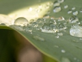 Wassertropfen