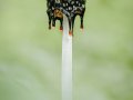 Coprinopsis picacea
