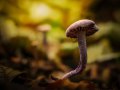 Laccaria amethystina