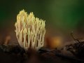 Ramaria