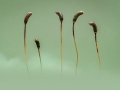 Sporogonen-Gruppe