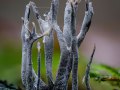 Xylaria hypoxylon