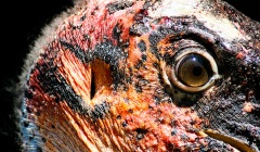 Elke Hülskötter
